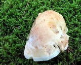 Rhodocollybia maculata var. scorzonerea image
