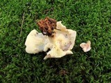 Rhodocollybia maculata var. scorzonerea image