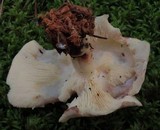 Rhodocollybia maculata var. scorzonerea image