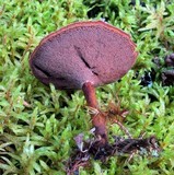 Coltricia perennis image