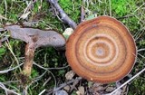 Coltricia perennis image