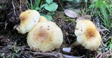 Hypholoma capnoides image