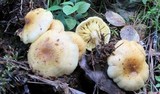 Hypholoma capnoides image