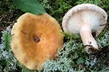 Lactarius torminosus image
