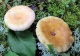 Lactarius torminosus image