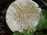 Amanita ravenelii image