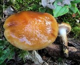 Cortinarius trivialis image