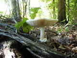 Amanita ravenelii image