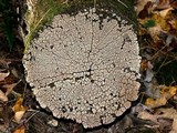Xylobolus frustulatus image