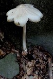 Hymenopellis radicata image