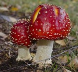 Amanita muscaria var. flavivolvata image