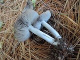 Tricholoma virgatum image
