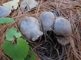 Tricholoma virgatum image