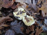 Tricholoma sulphurescens image