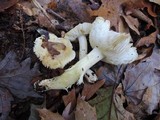 Tricholoma sulphurescens image