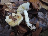 Tricholoma sulphurescens image