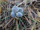Mycena griseoviridis image