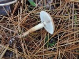 Hypholoma capnoides image
