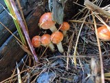 Hypholoma capnoides image