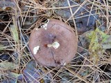 Russula xerampelina image