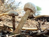 Battarreoides diguetii image
