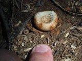 Battarreoides diguetii image
