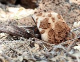 Battarreoides diguetii image