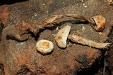 Battarreoides diguetii image