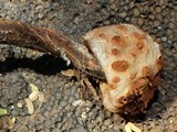 Battarreoides diguetii image