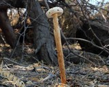 Battarreoides diguetii image