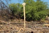 Battarreoides diguetii image