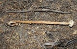 Battarreoides diguetii image