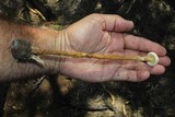 Battarreoides diguetii image