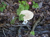 Amanita ravenelii image