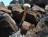 Battarreoides diguetii image