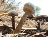 Battarreoides diguetii image
