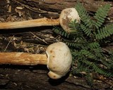 Battarreoides diguetii image