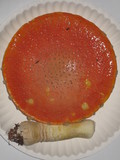 Amanita persicina image