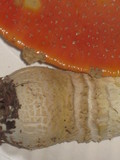 Amanita persicina image