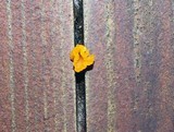 Dacryopinax spathularia image