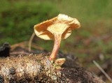 Lentinus ciliatus image