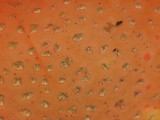 Amanita persicina image
