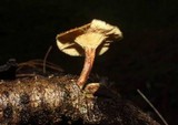 Lentinus ciliatus image