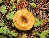 Lentinus ciliatus image