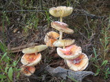 Amanita parcivolvata image