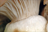Gomphidius glutinosus image