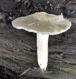 Lactarius acris image