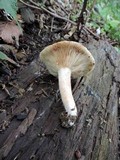 Lactarius acris image