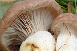 Gomphidius glutinosus image