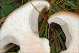 Gomphidius glutinosus image